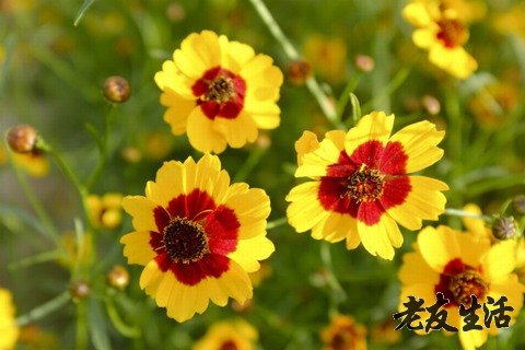 福建第一人民医院供卵试管婴儿费用参考，2022年供卵费用明细
