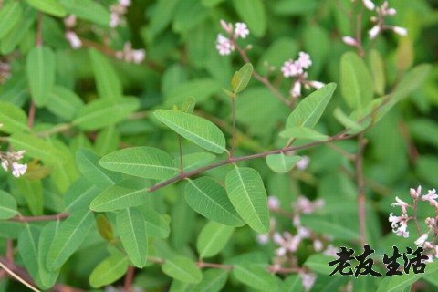 赠卵试管婴儿技术胚胎移植的步骤-胚胎移植程序
